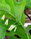 Solomon's seal.
