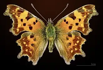 Male