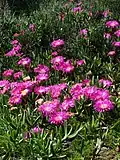 Spring flowers in the Postberg area during August to September
