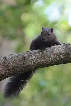 Gray squirrel