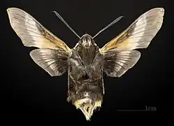 ventral
