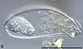 Cyphoderia ampulla from Veternica