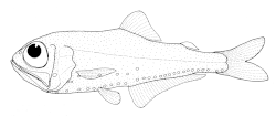 Image 17Lanternfish are partial residents of the ocean epipelagic zone During the day they hide in deep waters, but at night they migrate up to surface waters to feed. (from Pelagic fish)