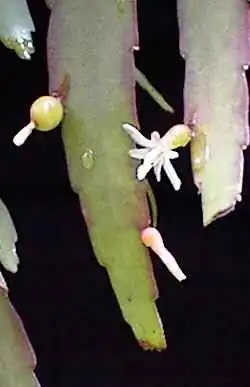 Kimnachia ramulosa