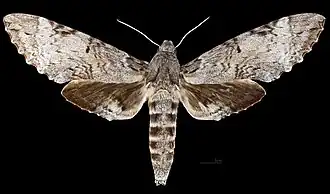 Female dorsal