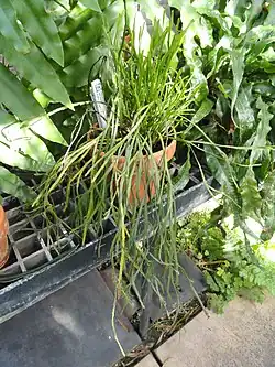Psilotum complanatum plant