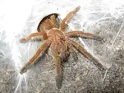 Pterinochilus murinus "OBT" spiderling.