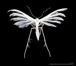 Adult male specimen