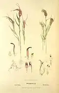 Fitzgerald's painting of P. coccina (L) and P. truncata (R)