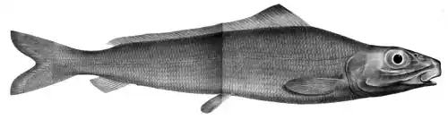 Pterothrissus gissu