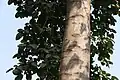 Light grey bark on Pterygota alata trunk