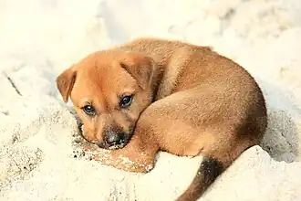 Image 30A little mongrel puppy on the shore, on Halong Bay (from Puppy)