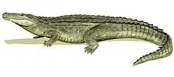 Purussaurus brasiliensis