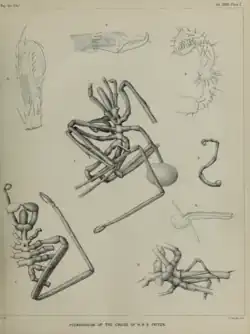 Pycnogonida (sea spiders) dredged by HMS Triton in the Faroe Channel in 1882