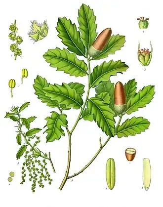 Q. lusitanica flowers, staminate (left) and pistillate (top right)