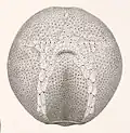Ventral surface