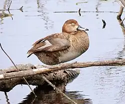 Adult Female