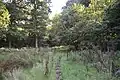 Redwell Wood