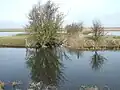 Nene Washes