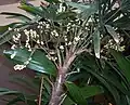 In fruit