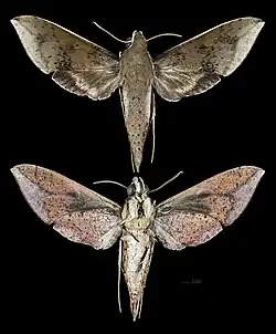 Rhagastis velata