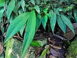 Foliage