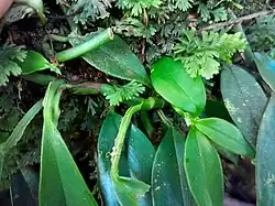 Stem and petioles