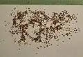 Seeds