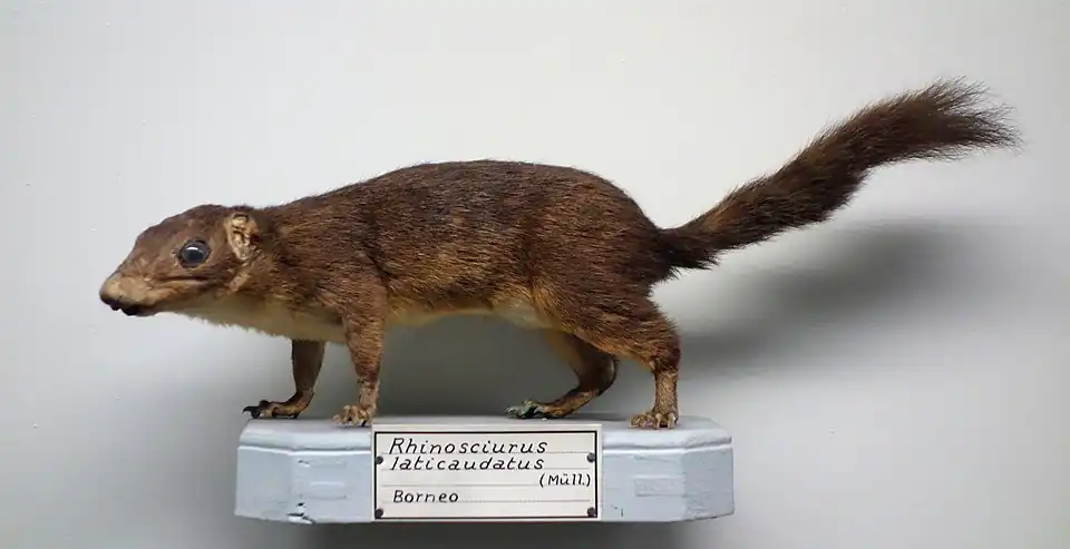 Brown squirrel