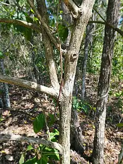 Trunk