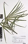 Herbarium specimen