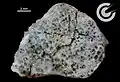 Ribbeck Meteorite, Individual (Spectacular fusion crust, Sample F82, Rear-Facing Side)