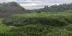Papyrus plants in River Rwizi