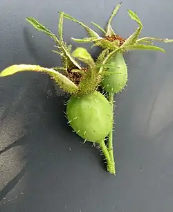 Unripe hips