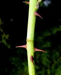 Prickles