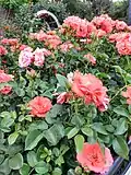 Roses in the California State Capitol World Peace Rose Garden Memorial