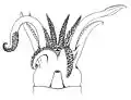 Head and limbs