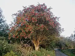 Image 52Rowan tree in Wicklow, Ireland (from List of trees of Great Britain and Ireland)