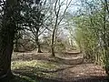 Runfold Wood