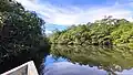 Isla Cañas Mangrove