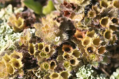 Close up of fruits
