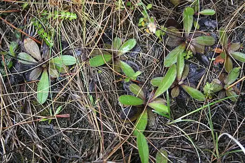 Rosettes