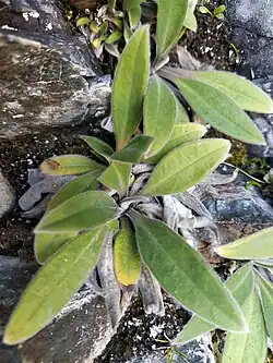 Rosette leaves