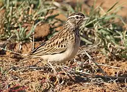 C. s. sabotoides at Mapungubwe, Limpopo (small-billed)