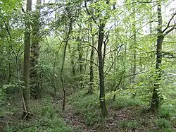 Salcey Forest