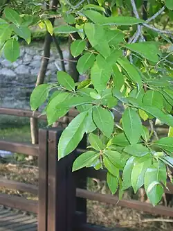 leaves
