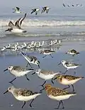 ID composite