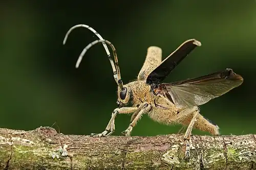 Image 11 Longhorn beetle Credit: KarlR Longhorn beetles (Saperda carcharias pictured) are a cosmopolitan family of beetles, Cerambycidae, characterised by extremely long antennae. It is a large family, with over 20,000 described species; several are serious pests, with the larvae boring into wood. More selected pictures