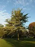 U. minor 'Variegata' in Sarphatipark, Amsterdam (2015)[17]
