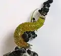 Larva